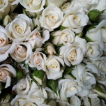 White Majolica Roses Branchue Equateur Ethiflora